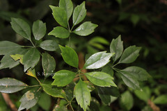 Schefflera maduraiensis